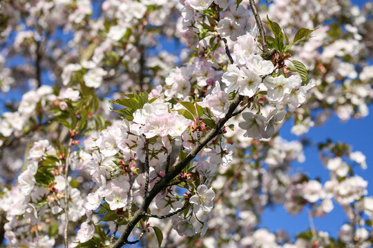 Beautiful white Cherry Blossom Sakura flowers blooming on a city park.