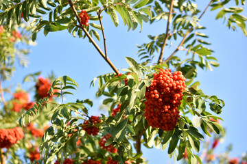 Red mountain ash in the garden against the blue sky