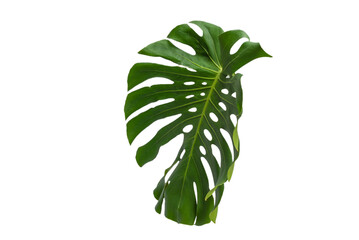 Green plant monstera on white background.