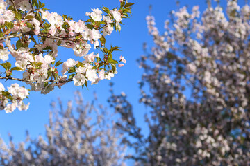 Beautiful white Cherry Blossom Sakura flowers blooming on a city park.