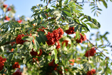 Red mountain ash in the garden against the blue sky
