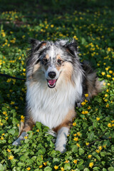 Blue merle shetland sheepdog puppy laying on grass near beautiful yellow flowers. Trees around are making lovely black shadows around the dog.