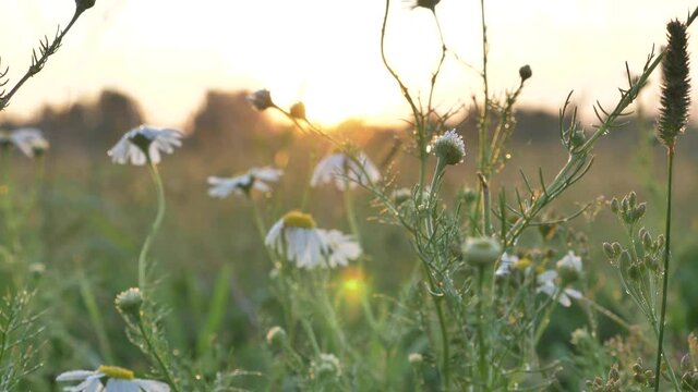 Long stems of camomiles with yellow middles grow among spicules and green grass at sunset back light in sunny summer close low angle shot