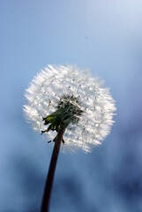 dandelion on sky