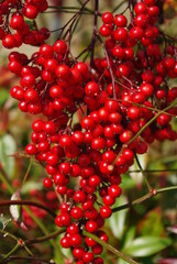 red currant berries