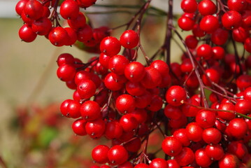 red currant berries