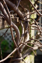 twisted vines