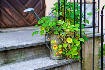Pot with flowers and watering can on the stairway to the house.