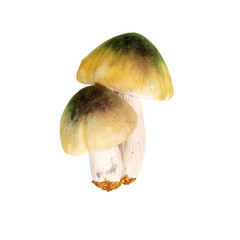 Two white-green mushrooms isolated on white background