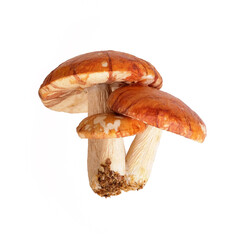 Three yellow-red mushrooms isolated on white background