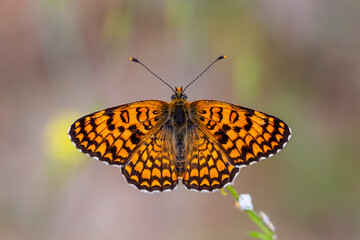 a butterfly with its wingspan wide open, Melitaea phoebe	