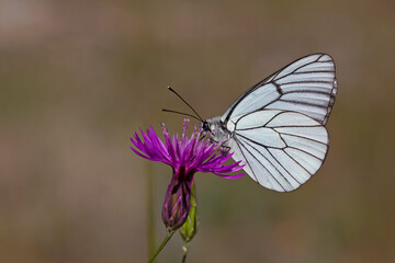 butterfly feeding on purple flower, Black-veined White - Aporia crataegi