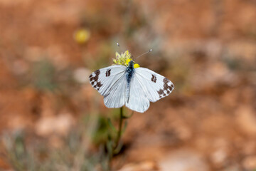 Pontia edusa,white butterfly on yellow flower