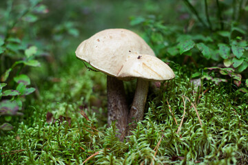 A pair of fused boletus boletus on a moss-covered forest glade