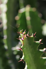cactus ,orquideas ,macro.BRASIL,
