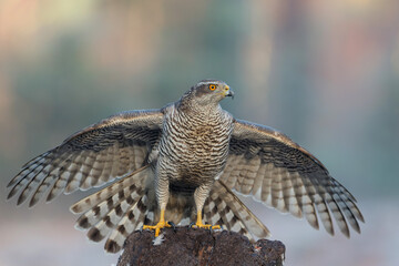 Northern goshawk (accipiter gentilis) searching for food in the forest of Noord Brabant in the Netherlands