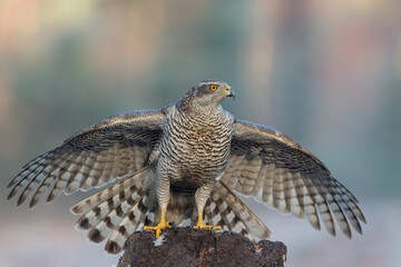 Northern goshawk (accipiter gentilis) searching for food in the forest of Noord Brabant in the...