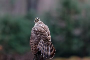 Northern goshawk (accipiter gentilis) searching for food in the forest of Noord Brabant in the Netherlands