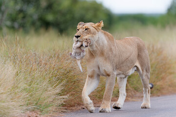 Fototapeta na wymiar Lioness (Panthera leo) mother walking while carrying her newborn cub in her mouth, Kruger National Park, Mpumalanga, South Africa