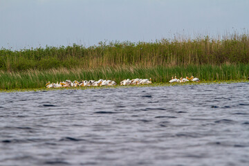 Pelicans in the Danube Delta