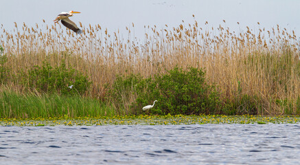 Pelicans in the Danube Delta, Romania