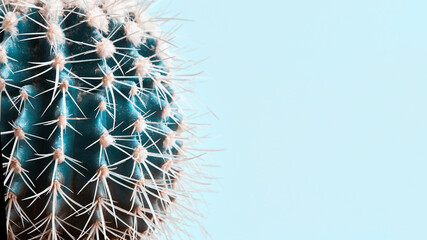 Cactus of blue color is a creative idea of minimalism