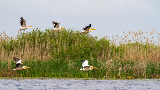 Pelicans in the Danube Delta, Romania