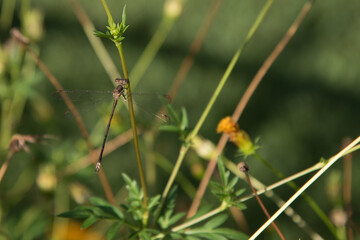 Beautiful dragonfly perched on a flower stem.