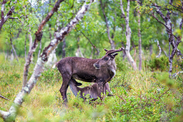 Young reindeer mother, feeding her baby in the forest, baby suckle from mother