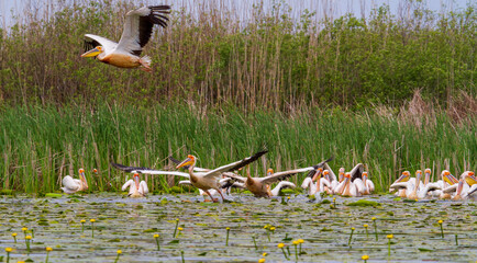 Pelicans on the Danube Delta, Romania