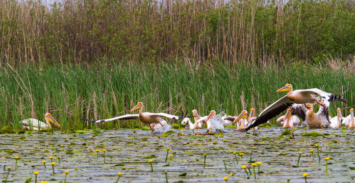 Pelicans in the Danube Delta, Romania
