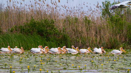 Pelicans on the Danube Delta, Romania