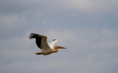 Pelicans on the Danube Delta, Romania