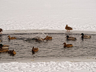 Mallard duck splashed down in the ice-hole in winter