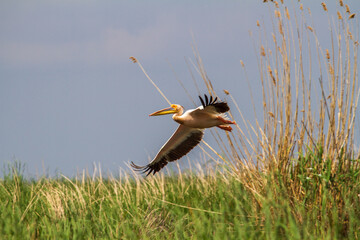 
Pelicans in the Danube Delta, Romania