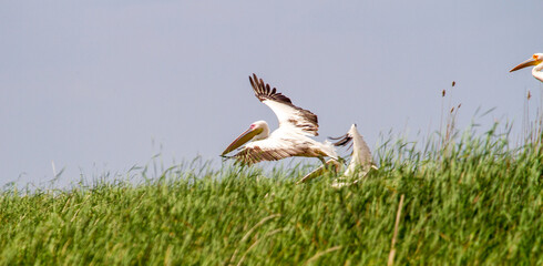 
Pelicans in the Danube Delta, Romania