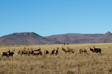 Mountain Zebra National Park, South Africa: herd of Blesbok at Rooiplaat