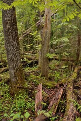 Naklejka premium Old fallen trees in a deep dense forest