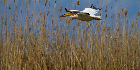 Pelicans in the Danube Delta