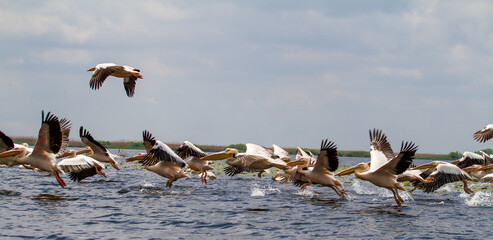 Pelicans in the Danube Delta, Romania