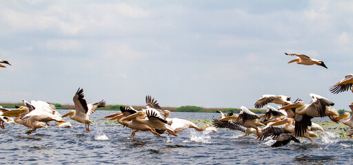 Pelicans on the Danube Delta in Romania