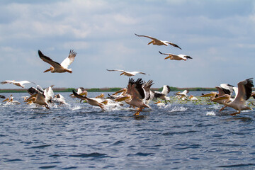 Pelicans in the Danube Delta in Romania