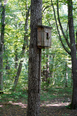 An old wooden birdhouse in the forest on a tree
