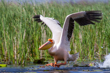 Pelicans in Romania