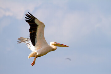 Fototapeta na wymiar Pelicans in the Danube Delta