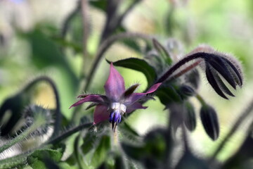 Nahaufnahme einer Borretschbl&uuml;te