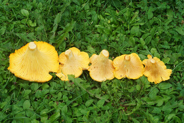 cut chanterelle mushrooms lie on the grass in one row