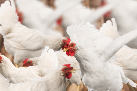 Chicken.