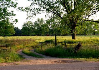 tree and gate in field