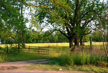 tree and gate in field